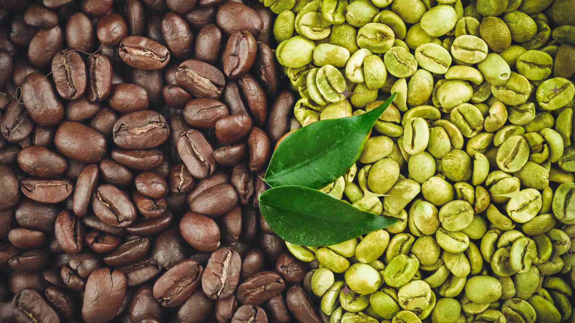 Illustration featuring green and roasted coffee beans with the title "Health Benefits of Coffee Extract," representing the natural wellness advantages of coffee extract.