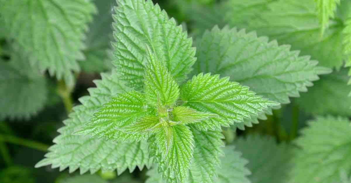 Top view of young stinging nettle leaves with serrated edges and fine hairs – the plant used in herbal remedies for the benefits of stinging nettle tea.
