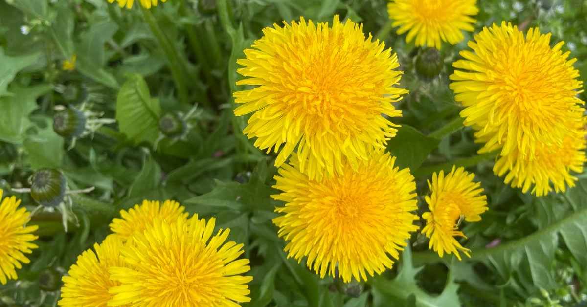 Blooming dandelions in a meadow, an inspiring sight for preparing tea from dandelion.