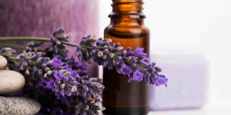 Lavender essential oil bottle with fresh lavender flowers and spa stones