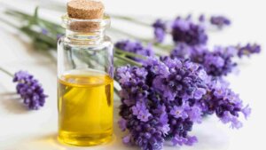 Glass bottle of lavender essential oil with blooming lavender flowers