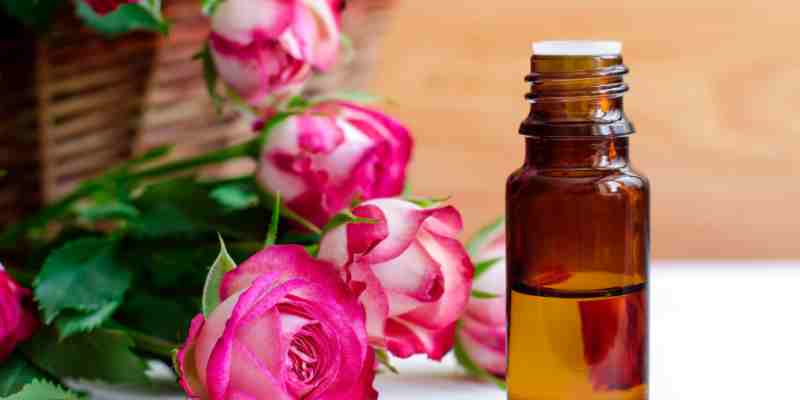 Fragrance oil vs essential oil – bottle of rose oil surrounded by fresh pink roses