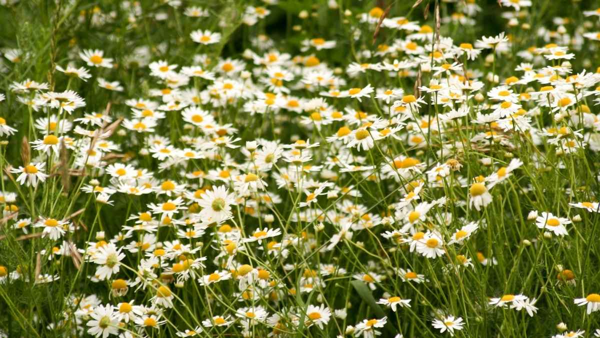 A field of blooming chamomile flowers with white petals and yellow centres, representing a herb commonly linked with natural wellness.