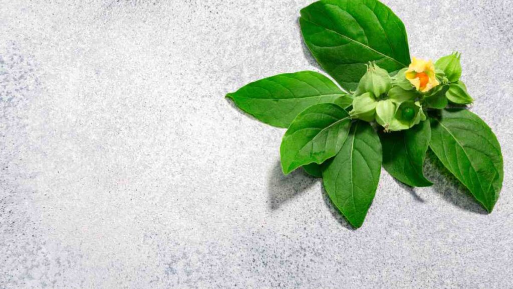 A close-up of fresh green Ashwagandha leaves and a small yellow flower resting on a light grey textured surface.