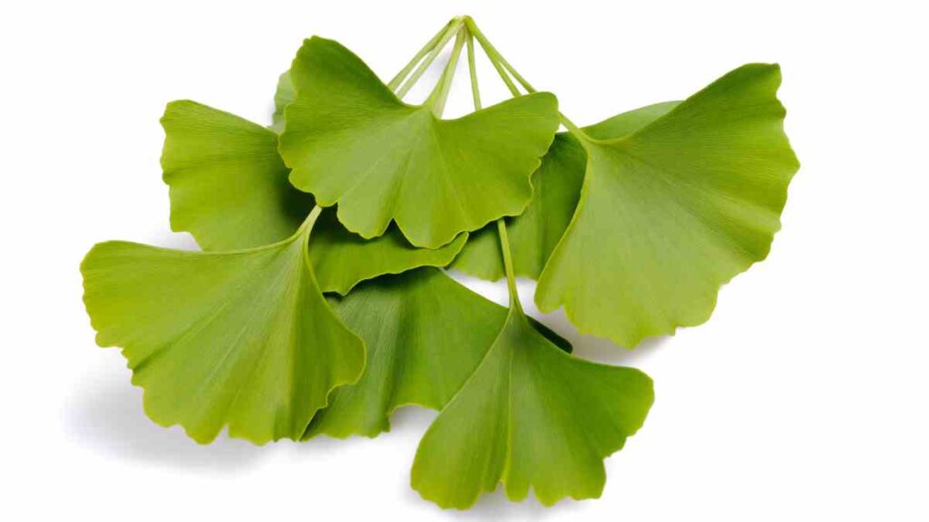 Several bright green Ginkgo Biloba leaves with their distinctive fan shape arranged on a white background.