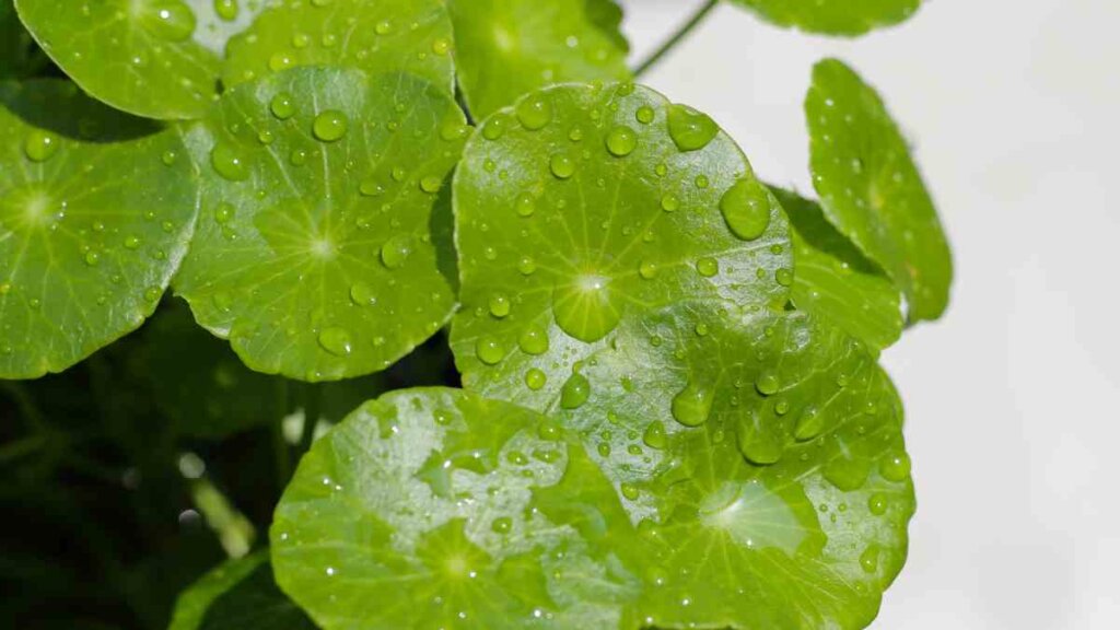 Close-up of fresh Gotu Kola leaves covered with water droplets, showing their round shape and bright green colour.