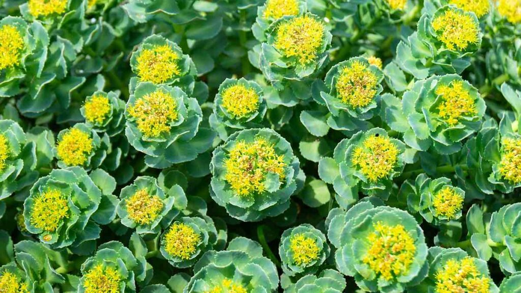 A group of Rhodiola Rosea plants with thick green leaves and clusters of small yellow flowers.