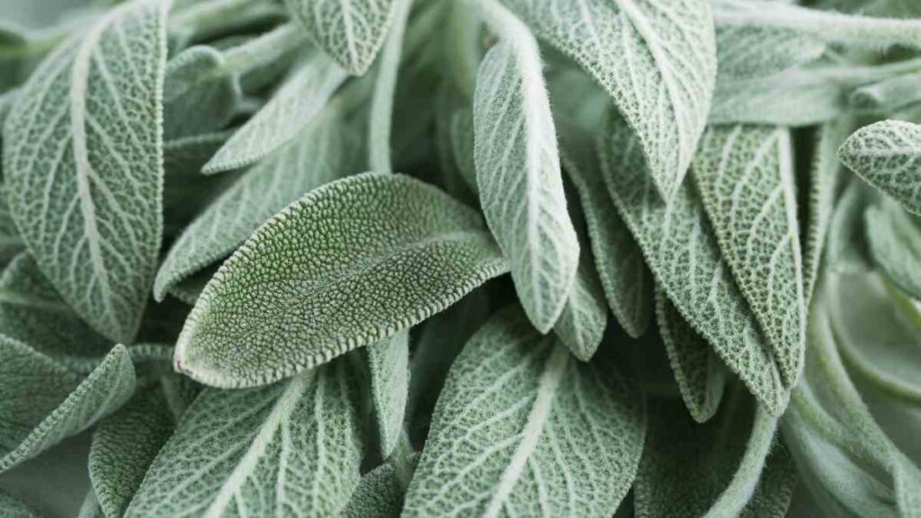 A close-up of fresh sage leaves showing their soft, textured surface and silvery-green colour.