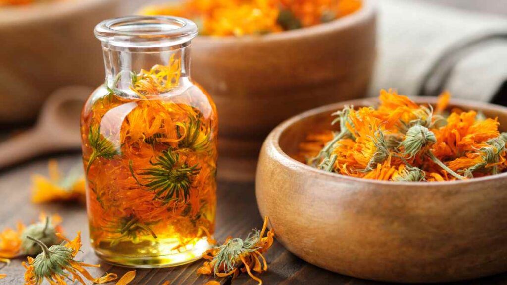 Calendula flowers infused in oil, a traditional herbal remedy often used when learning how to heal sunburns naturally.