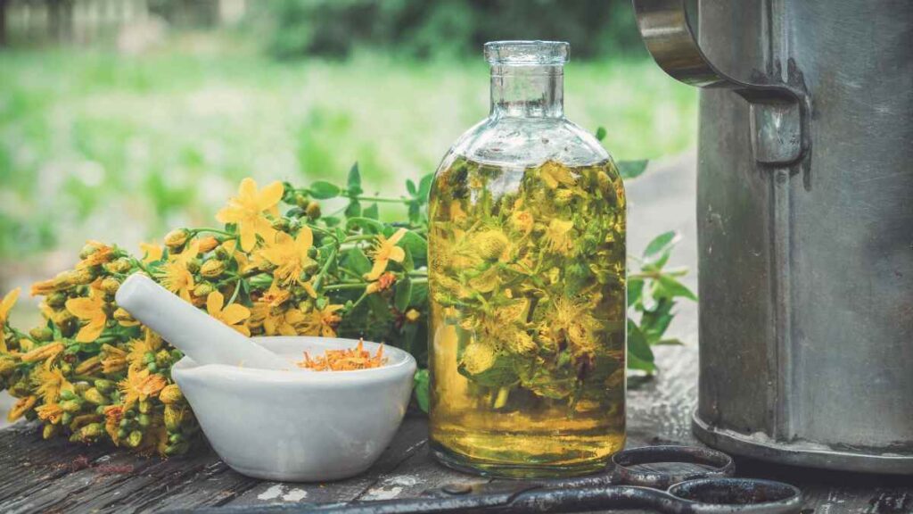 St. John’s Wort oil with fresh flowers, commonly used in herbal medicine for how to heal sunburns and calm irritated skin.