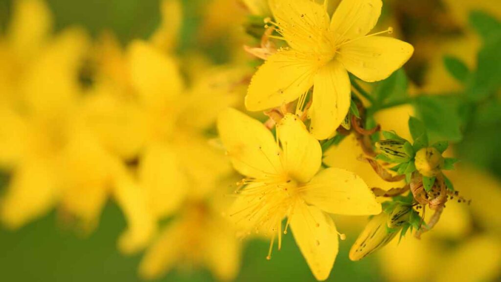 Close-up of St. John’s Wort flowers (Hypericum perforatum) showing the bright yellow petals and natural detail.