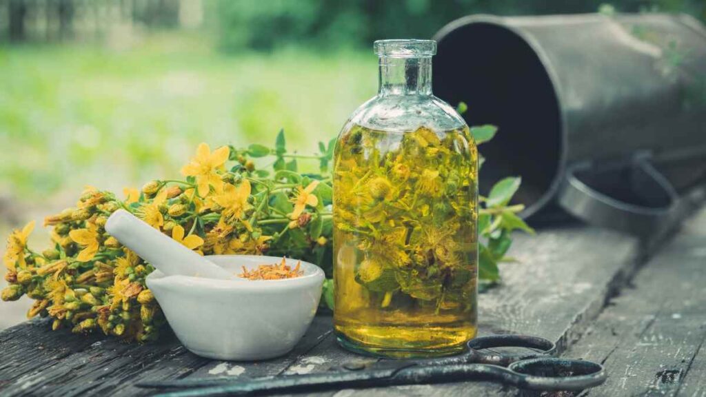 St. John’s Wort oil made from fresh Hypericum perforatum flowers infused in oil, traditionally used in herbal medicine.