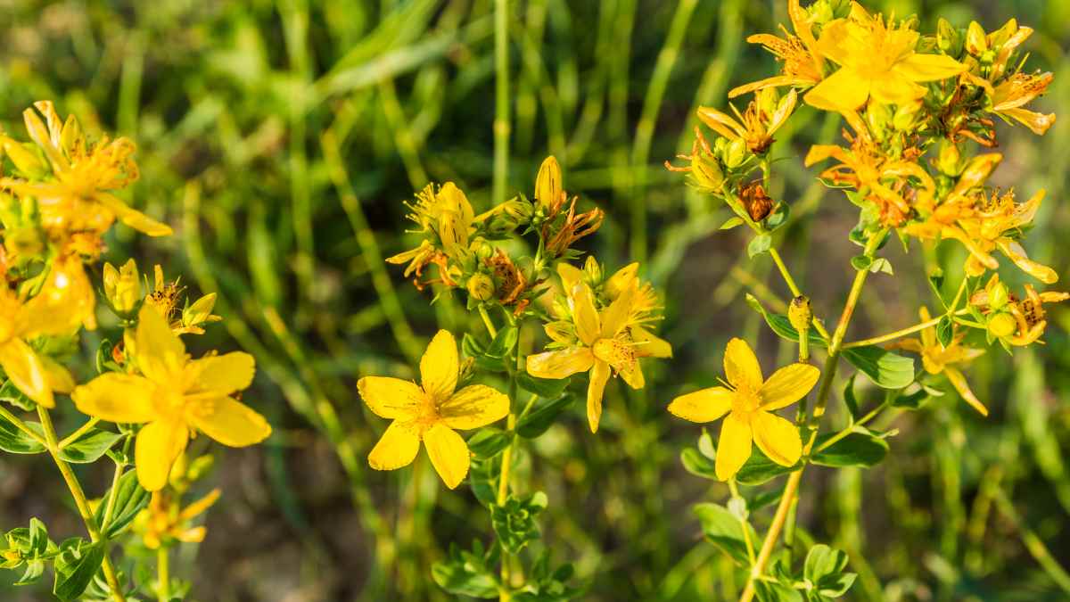 St. John’s Wort (Hypericum perforatum) growing in the wild, showing flowering stems and leaves in natural habitat.