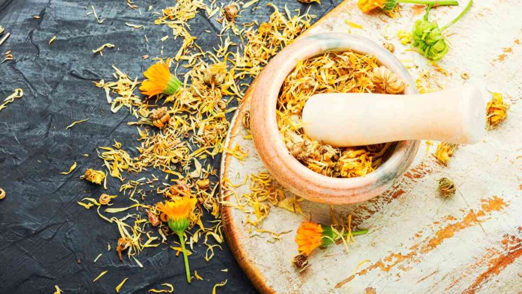 Calendula Officinalis Pot Marigold flowers being prepared by hand using traditional crushing methods for herbal use