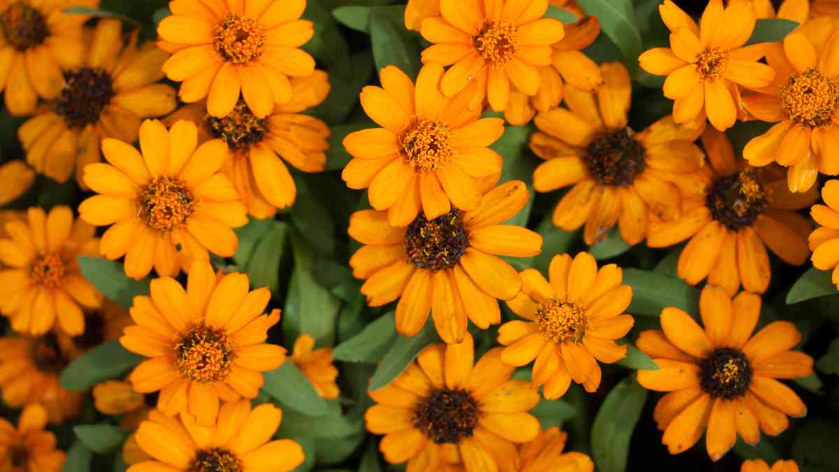 Calendula Officinalis Pot Marigold flowers with bright orange petals growing closely together in a garden setting